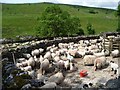 SD9078 : Hundreds of penned sheep at Yockenthwaite by Christine Johnstone