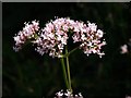 SX5957 : Common valerian west of Mark's Bridge by Derek Harper