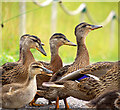 J4967 : Mallards, Castle Espie by Rossographer