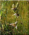 SX9066 : Bee orchid, former Barton tip by Derek Harper