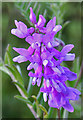 NJ3265 : Tufted Vetch (Vicia cracca) by Anne Burgess