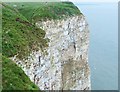 TA1974 : Sea-bird colony at Bempton Cliffs by Barbara Carr