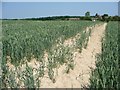 TR0334 : Dry field of wheat, Bilsington by Christine Johnstone