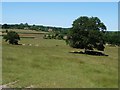 TQ8733 : Cattle sheltering under a tree, on a hot day by Christine Johnstone