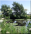 SJ8082 : Fishing Pond by Stephen Burton