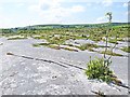 R2899 : Limestone pavement in the Burren by Oliver Dixon