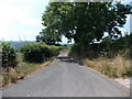 SO1242 : Tree overhangs the lane to Llanstephan Church by Jaggery