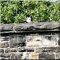 SJ9694 : Magpie on Green Lane Bridge by Gerald England