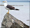 J5370 : Lesser black-backed gull, Strangford Lough by Albert Bridge