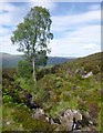 NH3737 : Birch trees, by the Allt Mòraig by Craig Wallace