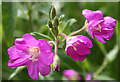 NT2472 : Great Willowherb (Epilobium hirsutum) by Anne Burgess