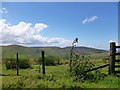 NT1658 : Thistle by the fence, Greystone Head by Alan O'Dowd