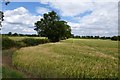 SE5936 : Barley field along Marsh Lane by DS Pugh