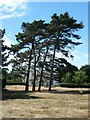 SU7902 : Cobnor House and pines by Rob Farrow