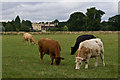 TL1309 : Cows on the Childwick Bury estate by Ian Capper