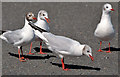 J5979 : Gulls, Donaghadee (3) by Albert Bridge