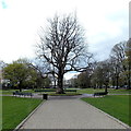 SU9677 : Edwardian Coronation plane tree in Alexandra Gardens, Windsor by Jaggery