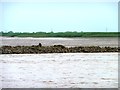 SE8623 : Tidal pool at Trent Falls - mostly still dry by Christine Johnstone