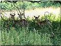 SP2556 : Deer in Charlecote Park by David Dixon