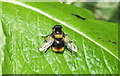 TM0127 : Hoverfly (Volucella bombylans) by Peter Pearson