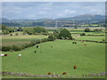 SD1885 : Cattle grazing near Lady Hall by Andy Deacon