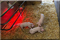 TL3451 : Piglets under Heat Lamp, Home Farm, Wimpole Hall, Cambridgeshire by Christine Matthews