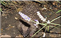 TM0127 : Hedgehog (Erinaceus europaeus) A Night Visitor by Peter Pearson