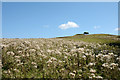 NY9253 : Thistle infested pasture by Trevor Littlewood