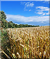 TA0585 : Cleveland Way Wheat Fields by Scott Robinson