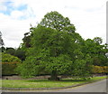 SO3672 : Oak on the green - Brampton Bryan, Herefordshire by Martin Richard Phelan