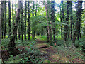 NU2419 : Footpath through woodland, near Craster Tower by Graham Robson