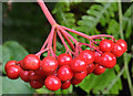 J3773 : Cotoneaster berries, Belfast (3) by Albert Bridge