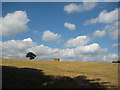 SE5983 : Harvested field with lone tree by Pauline E