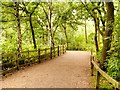 SK6267 : The Major Oak Path, Sherwood Forest by David Dixon