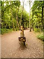 SK6268 : Path in Sherwood Forest by David Dixon