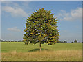 SU9574 : Poplar tree, Windsor Great Park by Alan Hunt