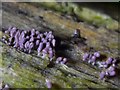 NS3977 : A slime mould - Arcyria denudata by Lairich Rig