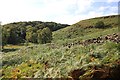 SH6842 : View towards Moel Dduallt by Jeff Buck