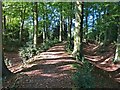 SP9207 : Cholesbury Camp (4) - Central embankment, west by Rob Farrow