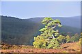 NO0992 : Pine with faint rainbow, Glen Quoich by Jim Barton