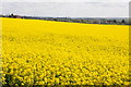 SO8643 : Oil seed rape field by Philip Halling