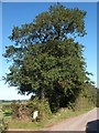 SS8312 : The end of a line of trees on Woodscombe Moor by David Smith