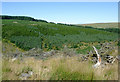 SN8256 : Forest on Esgair Cloddiad, Powys by Roger  D Kidd