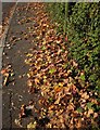 SX9065 : Autumn leaves, Teignmouth Road, Torquay by Derek Harper