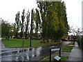 TL2411 : Poplars in a vee, Hunters Way by Christine Johnstone