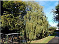 ST2996 : Canalside weeping willow, Pontnewydd,Cwmbran by Jaggery