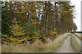 SE7794 : Forestry road lined with larch trees by Trevor Littlewood