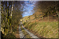 SN7378 : A sunny sunken lane by Chris Denny