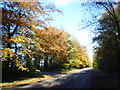 SK9109 : Autumn along Barnsdale Avenue by Marathon