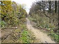 SJ9594 : Trimming the Trans Pennine Trail by Gerald England